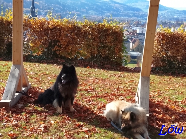 1.11.2025 - Chaos beim Foto Einrichten